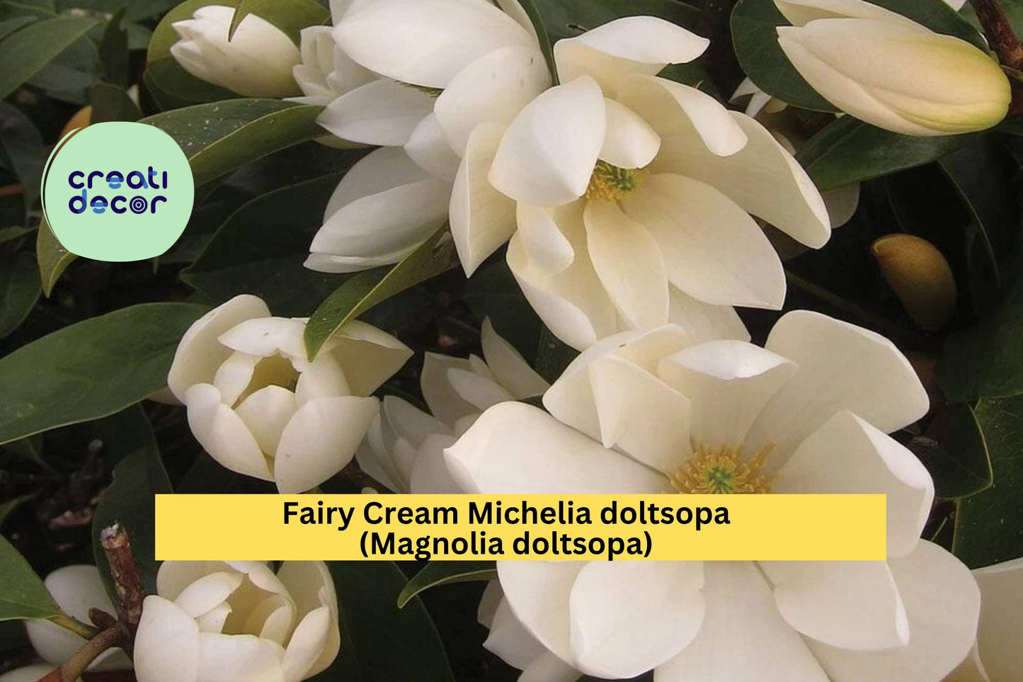 Well-Rooted Fairy Cream Michelia Magnolia Tree | Fragrant Cream Blooms | Evergreen Ornamental Plant | Michelia doltsopa
