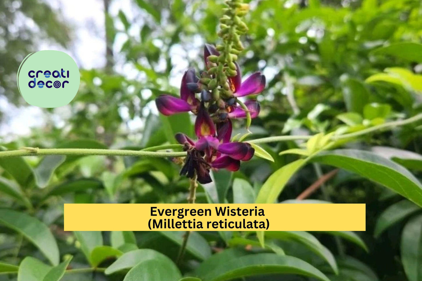 Evergreen Wisteria Clipping – 2-Gallon Rooted Vine with Fragrant Purple Flowers – Millettia reticulata Garden Plant