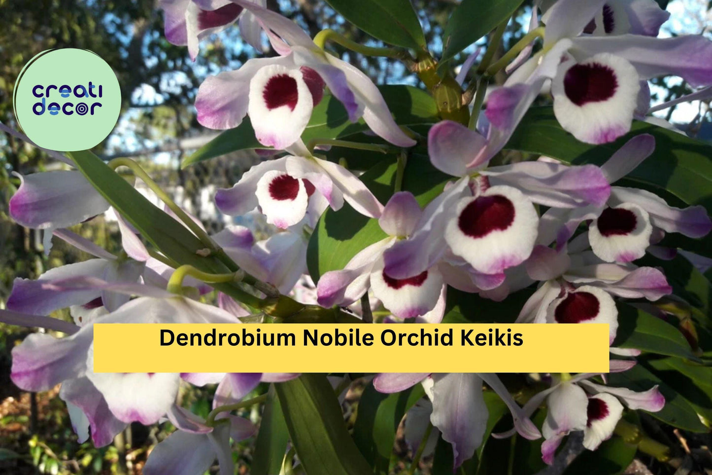 Dendrobium Nobile Orchid Keikis – Live Baby Plants for Propagation, Fragrant Pink, White, Lavender Blooms, Indoor or Greenhouse