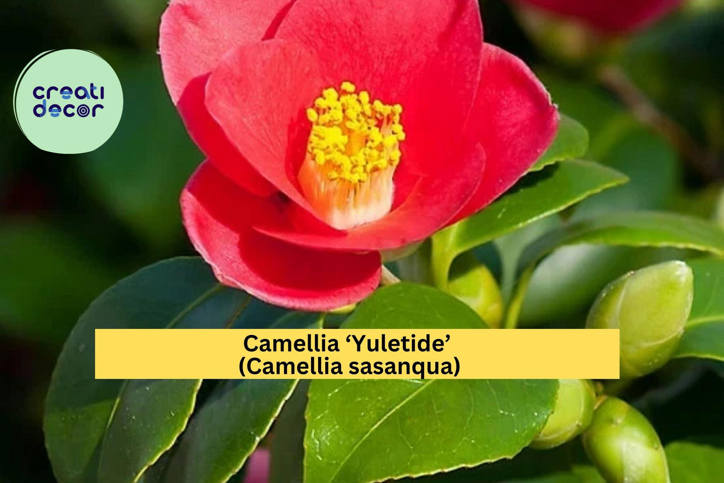 Camellia ‘Yuletide’ – Red Blooming Camellia sasanqua Live Rooted Shrub, Evergreen Winter Flower Plant, 8–12 Inches