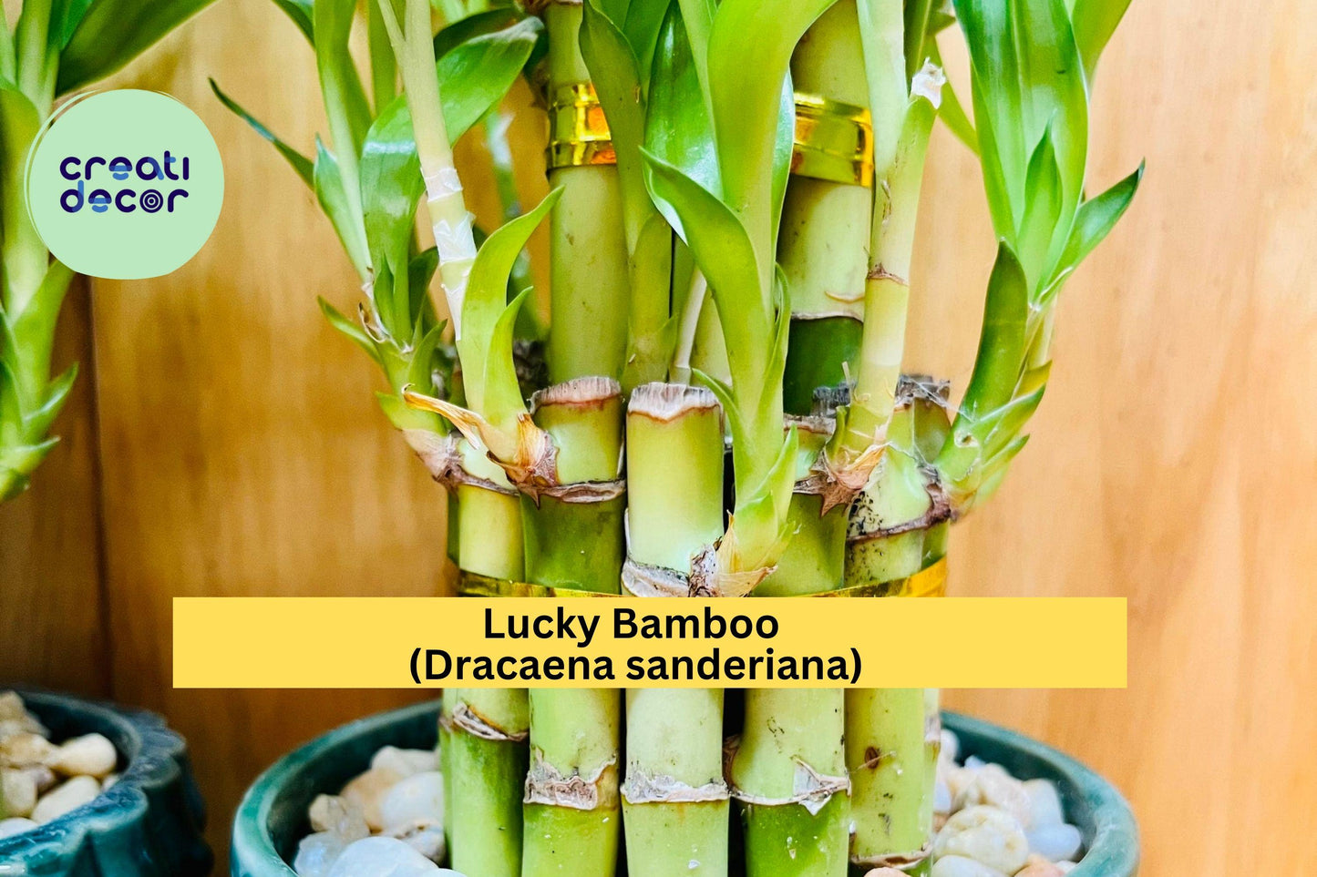 Lucky Bamboo Plants 4-Inch Stalks | Dracaena sanderiana Indoor Decor & Feng Shui Gift