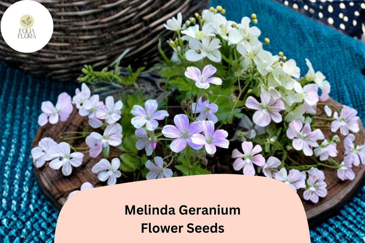 25+ Melinda Geranium Seeds | Purple Perennial Flower for Garden Borders & Pollinator Attracting | Geranium ‘Melinda’