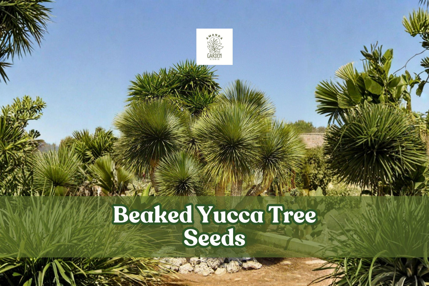 Beaked Yucca Seeds, Drought-Tolerant Desert Plant, Yucca rostrata, Blue-Green Foliage, Succulent, Xeriscape, Indoor & Outdoor
