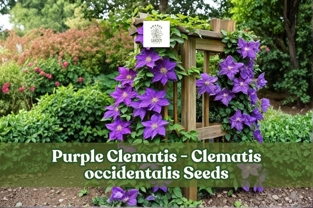 Purple Clematis Seeds, Climbing Vine, Violet Blooms, Clematis occidentalis, Perennial Garden Plant, Pollinator-Friendly, 10 Seeds