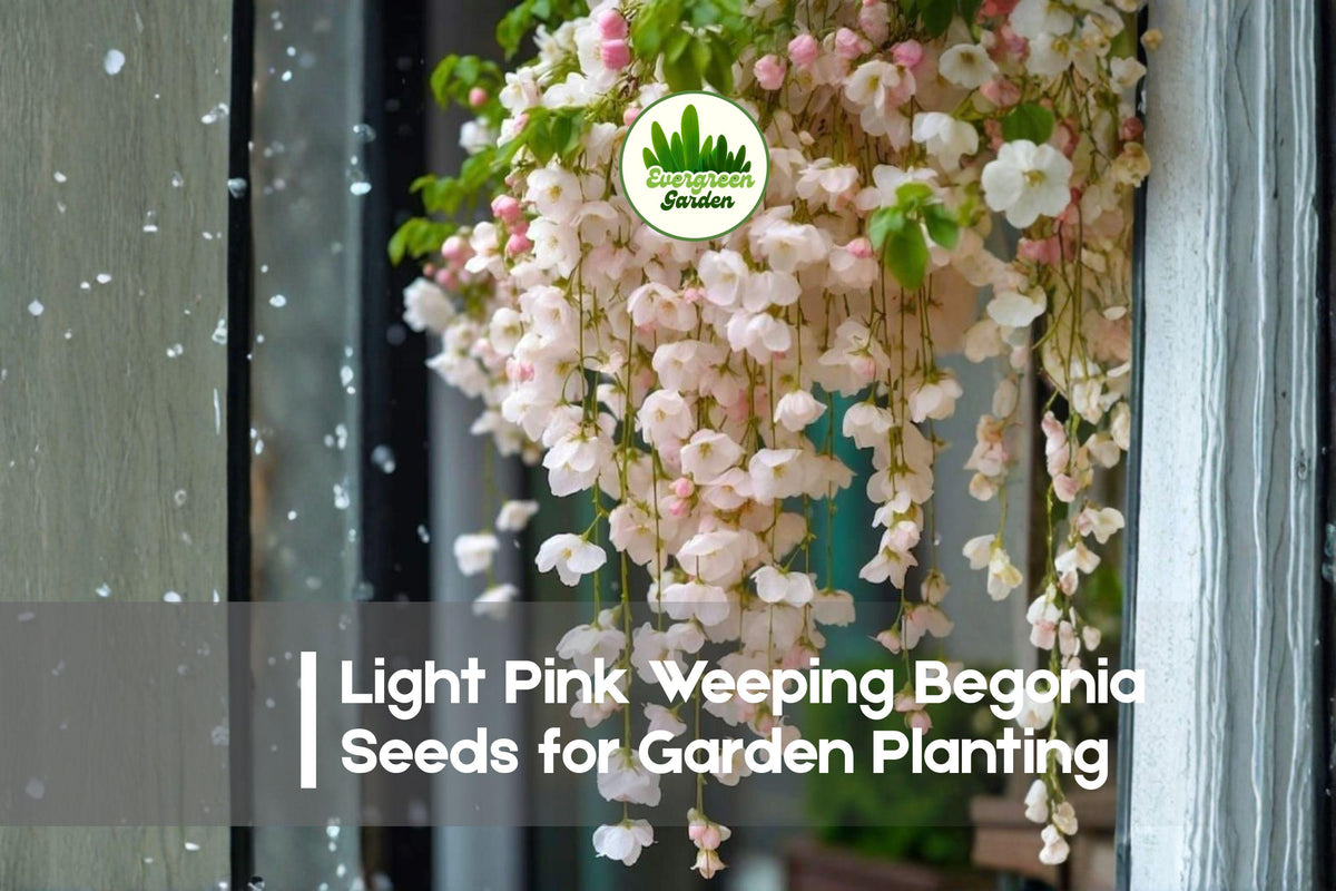 Light Pink Weeping Begonia Seeds, Cascading Pastel Pink Blooms, Begonia boliviensis, Hanging Basket & Container Plant