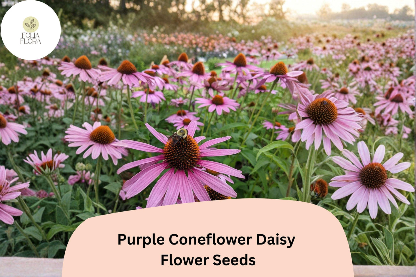 Purple Coneflower Seeds, Echinacea purpurea, Perennial, Pollinator-Friendly, 200+ Seeds for Garden Beds & Borders