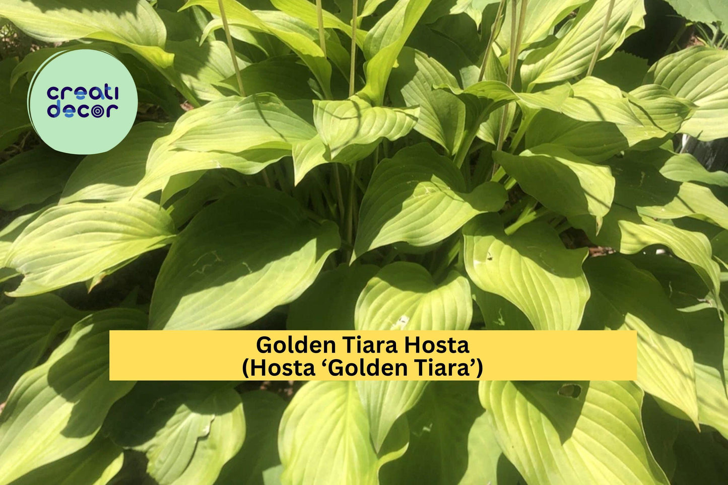 Golden Tiara Hosta – 5 Bare Root Perennials with Green-Gold Foliage & Purple Flowers – Shade Garden Plant – Hosta ‘Golden Tiara’