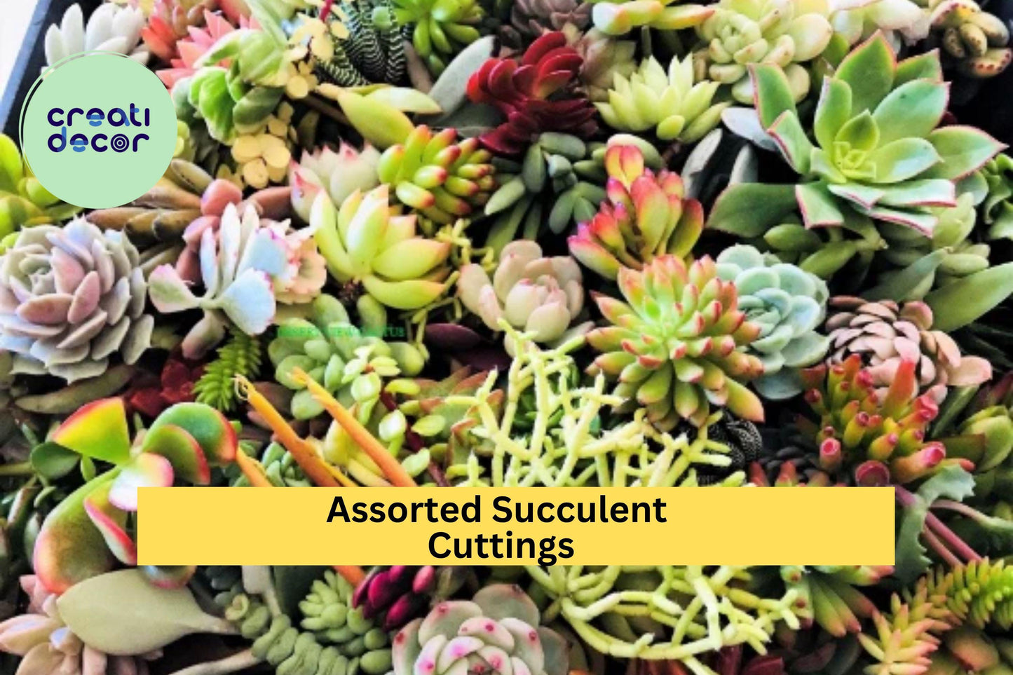 Assorted Succulent Cuttings – Live Clippings for Terrariums, Dish Gardens & Fairy Gardens – Echeveria, Sedum, Crassula