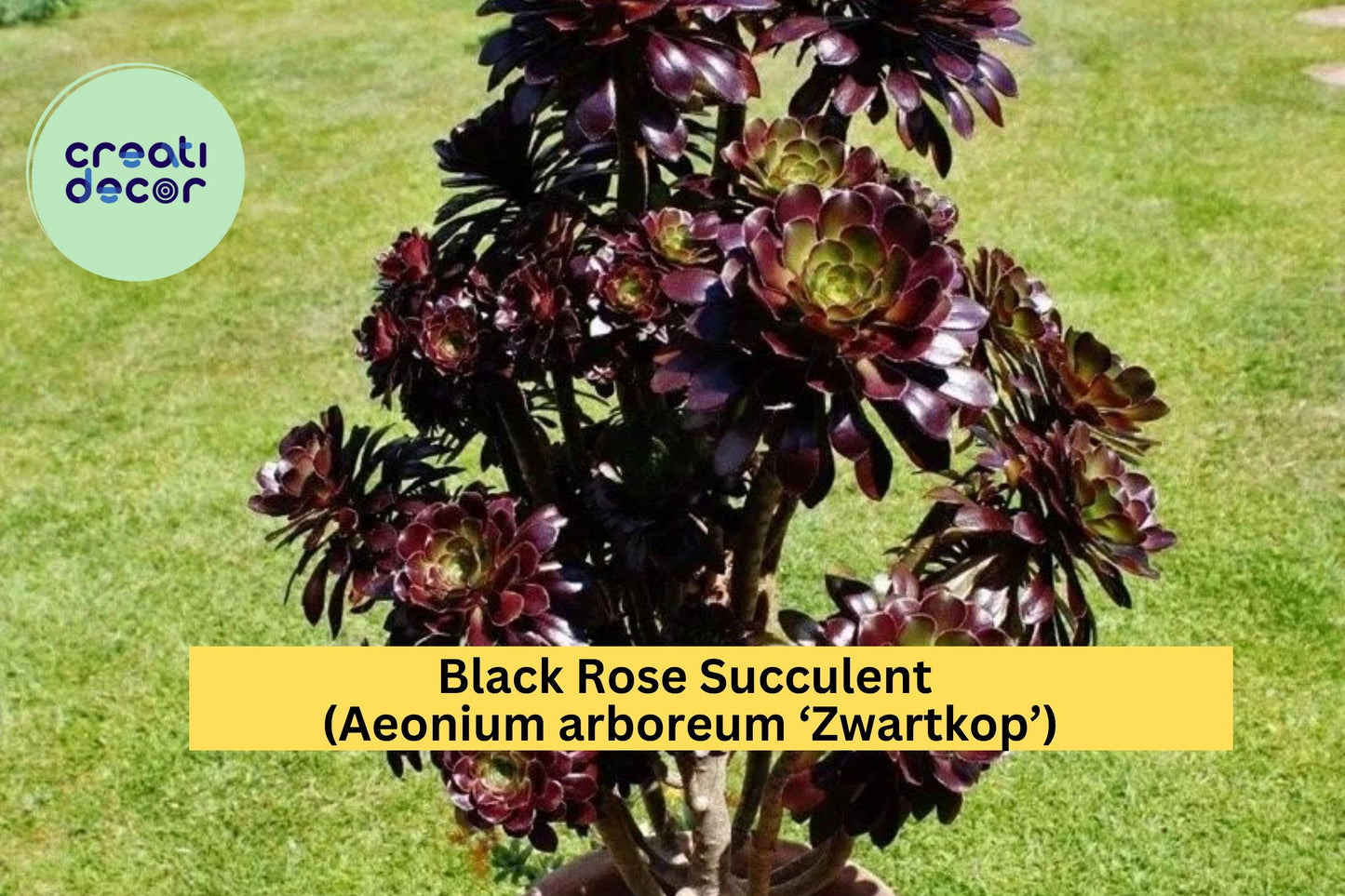 Black Rose Succulent – 1.8" Bare Root Aeonium arboreum ‘Zwartkop’ with Dark Burgundy Foliage, Indoor & Outdoor Plant