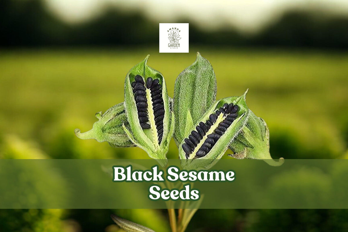 Black Sesame Seeds for Planting – Heirloom Sesamum indicum – Grow Kurogoma for Home Gardens & Seed Collectors