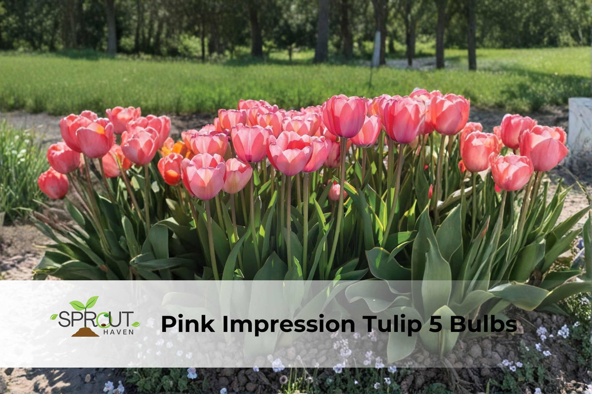 Pink Impression Tulip Bulbs Set of 5 | Perennial Spring Flowers | Tulipa ‘Pink Impression’ | Garden, Border, Container Planting