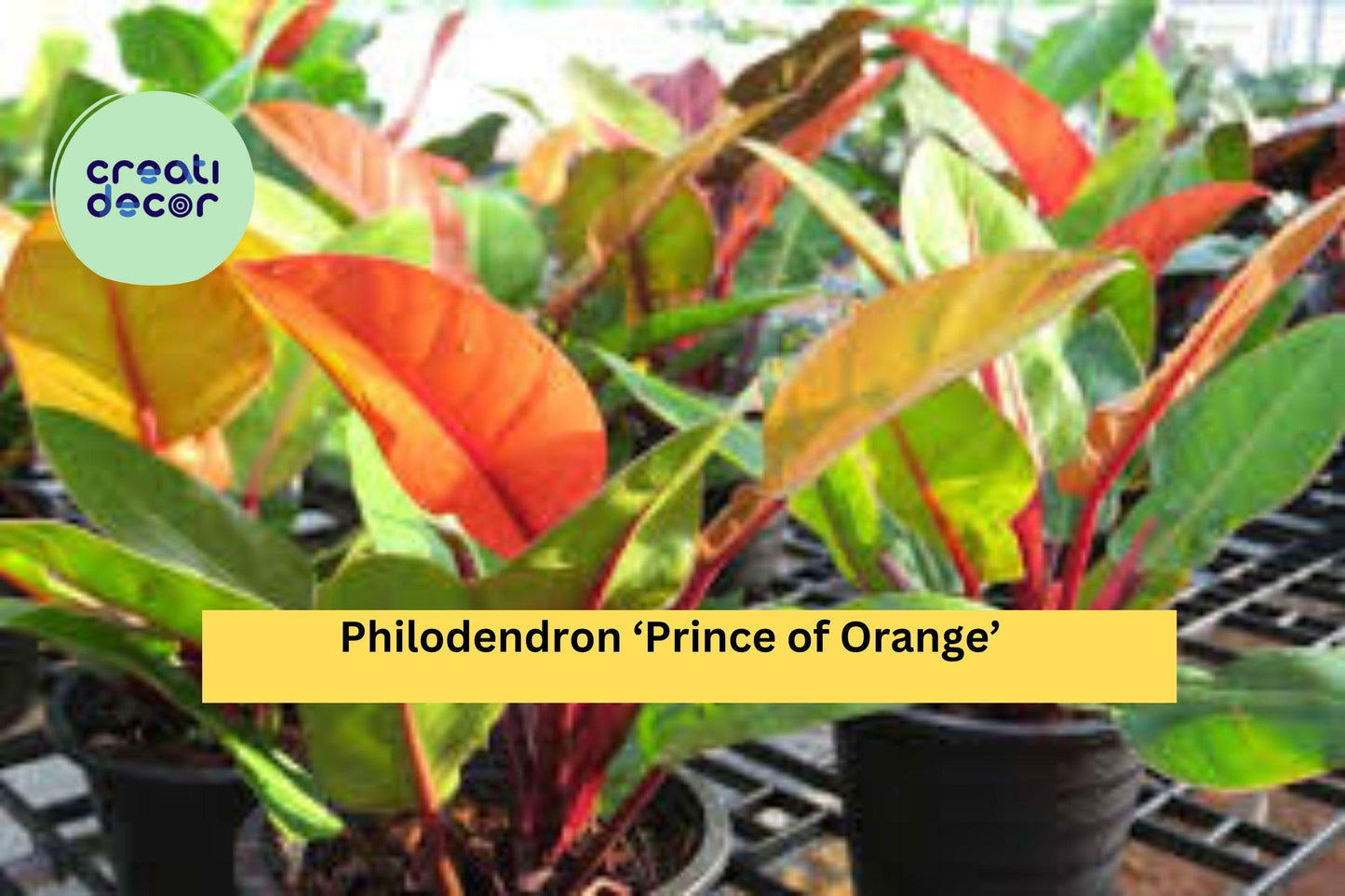 Philodendron ‘Prince of Orange’ – Live Indoor Plant – Vibrant Orange New Growth – Easy-Care Tropical Houseplant – Philodendron erubescens Hybrid