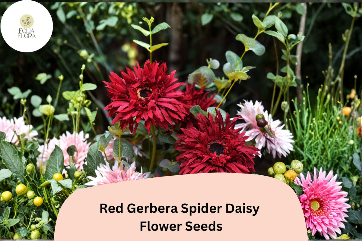 Red Gerbera Spider Daisy Seeds | Gerbera jamesonii | Vibrant Red Flowers for Gardens & Containers