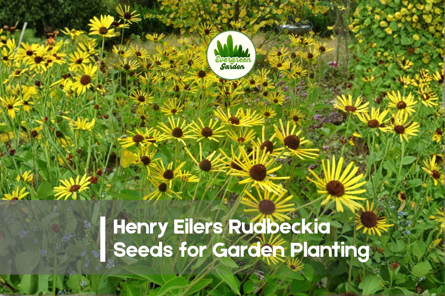200+ Henry Eilers Rudbeckia Seeds – Perennial Black-Eyed Susan, Golden Yellow Flowers, Rudbeckia subtomentosa