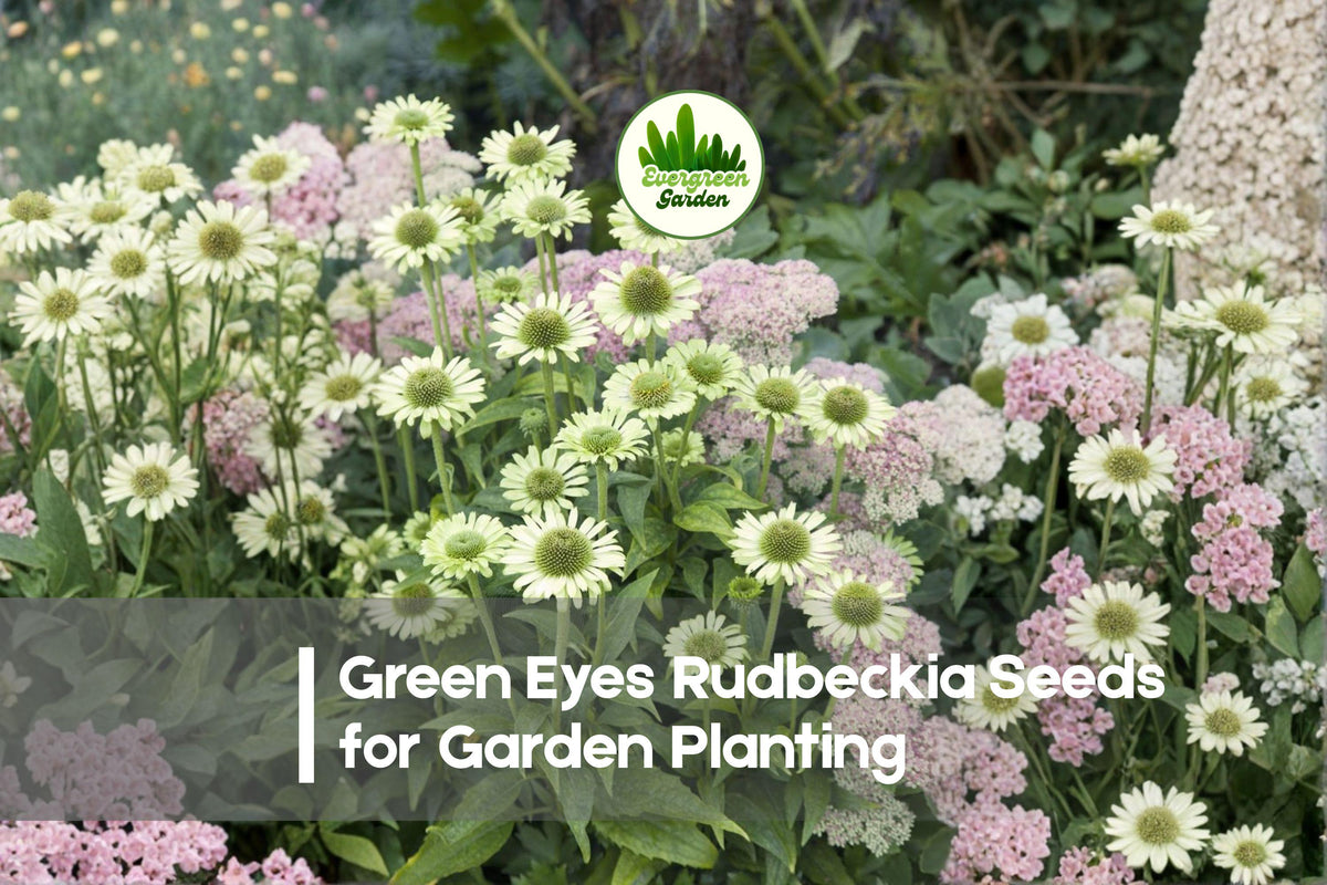 200+ Green Eyes Rudbeckia Seeds - Yellow Flowers with Green Centers, Perennial, Rudbeckia hirta, Pollinator & Wildflower Garden Seeds