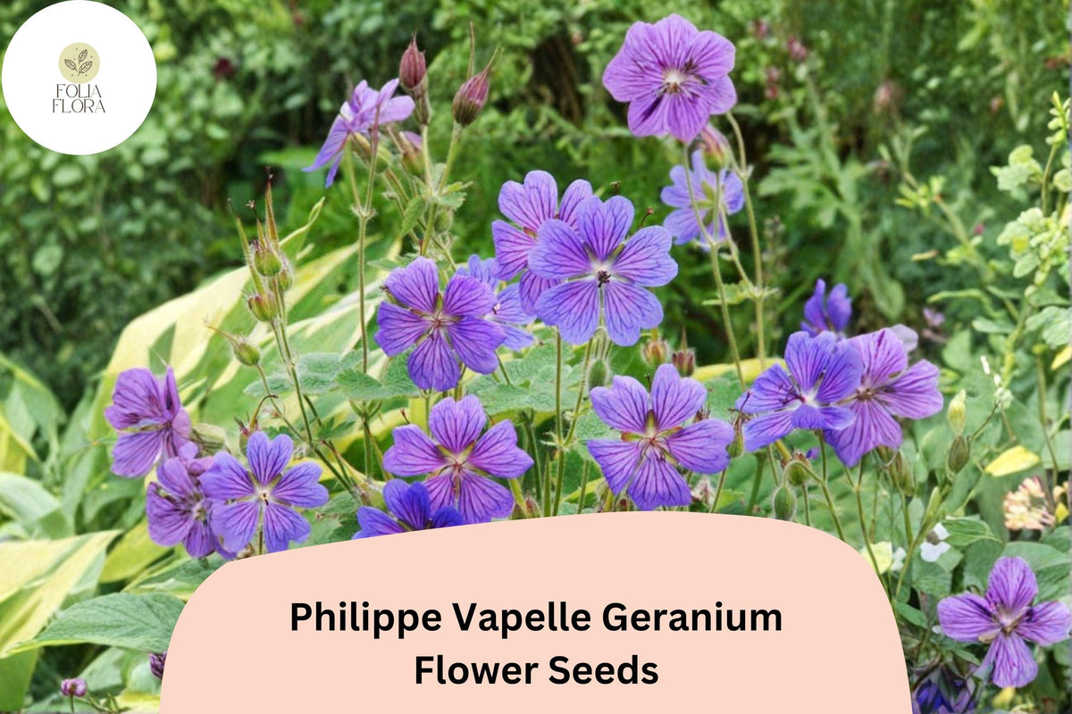 25+ Philippe Vapelle Geranium Seeds | Perennial Purple-Violet Blooms for Garden Borders & Pollinator Gardens