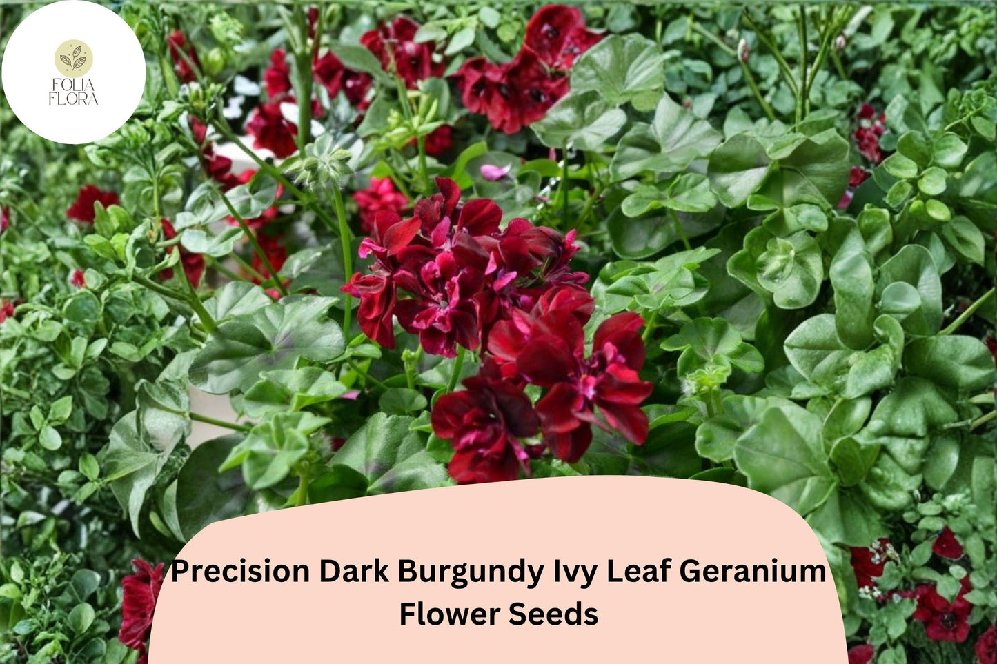 Burgundy Ivy Leaf Geranium Seeds | Trailing Pelargonium peltatum ‘Precision Dark Burgundy’ for Hanging Baskets