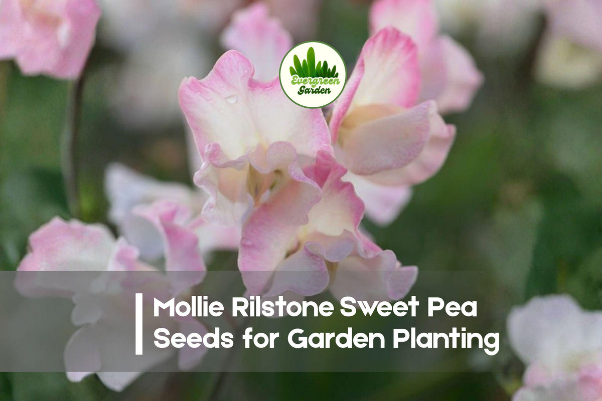 Mollie Rilstone Sweet Pea Seeds – Cream & Blush Pink Fragrant Climbing Flower, Lathyrus odoratus, Heirloom Garden Seeds
