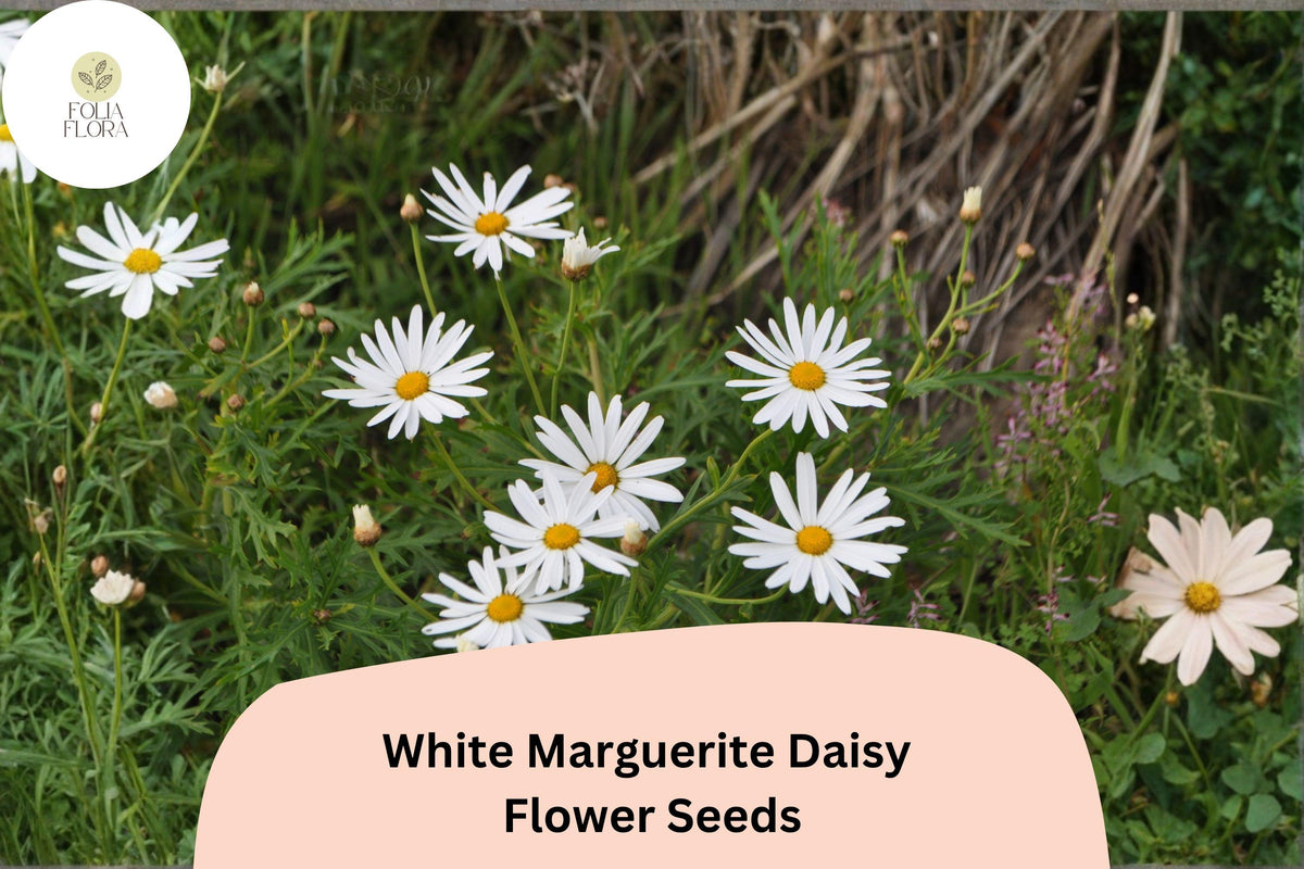 White Marguerite Daisy Seeds | Argyranthemum frutescens | Pollinator Friendly, Easy to Grow, Flower Bed & Container Plant