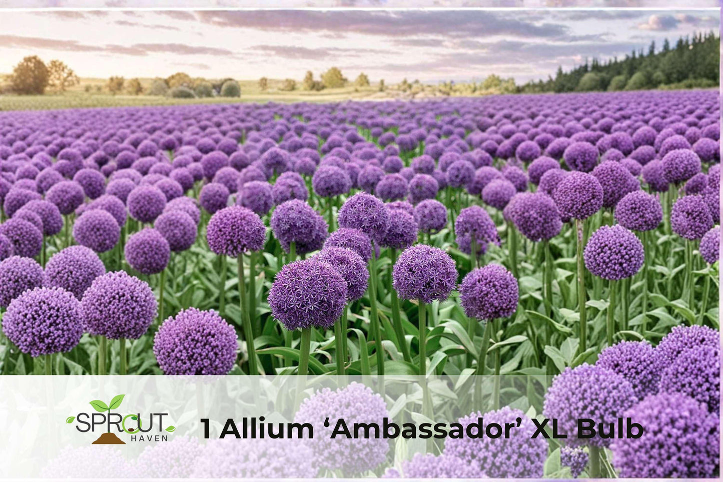 Allium Ambassador XL Bulb – Giant Purple Perennial Flowering Bulb for Borders and Containers, Allium spp.