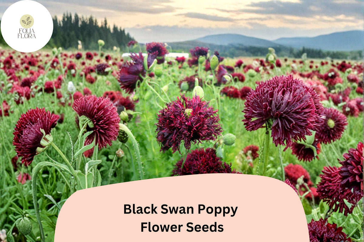 Black Swan Poppy Seeds – Deep Purple-Black Papaver somniferum, Annual Flower for Garden Beds & Borders, Easy to Grow