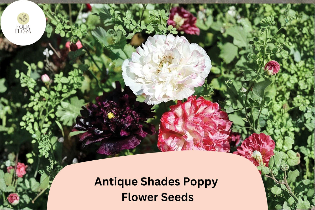 Antique Shades Poppy Seeds | Vintage Garden Papaver | Soft Vintage Blooming Annual Flower | Attracts Pollinators