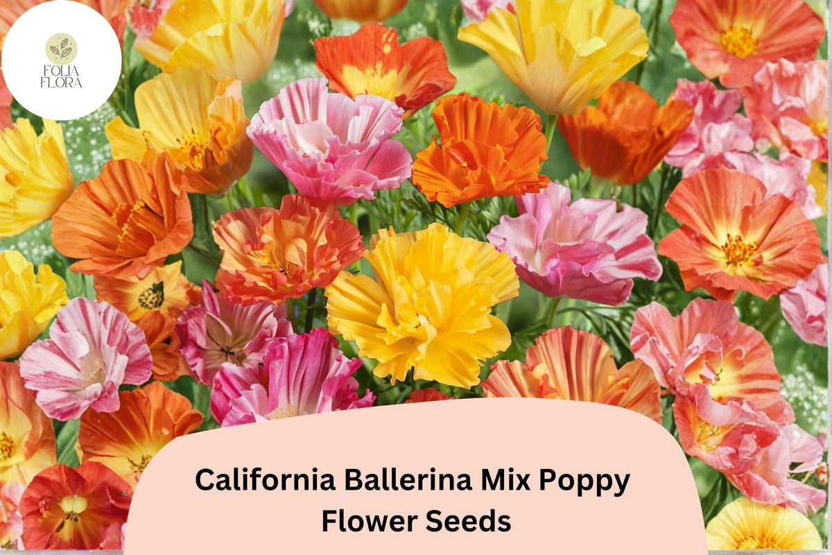 California Ballerina Mix Poppy Seeds | Eschscholzia californica | Mixed Color Blooms | Drought-Tolerant Wildflower Seeds