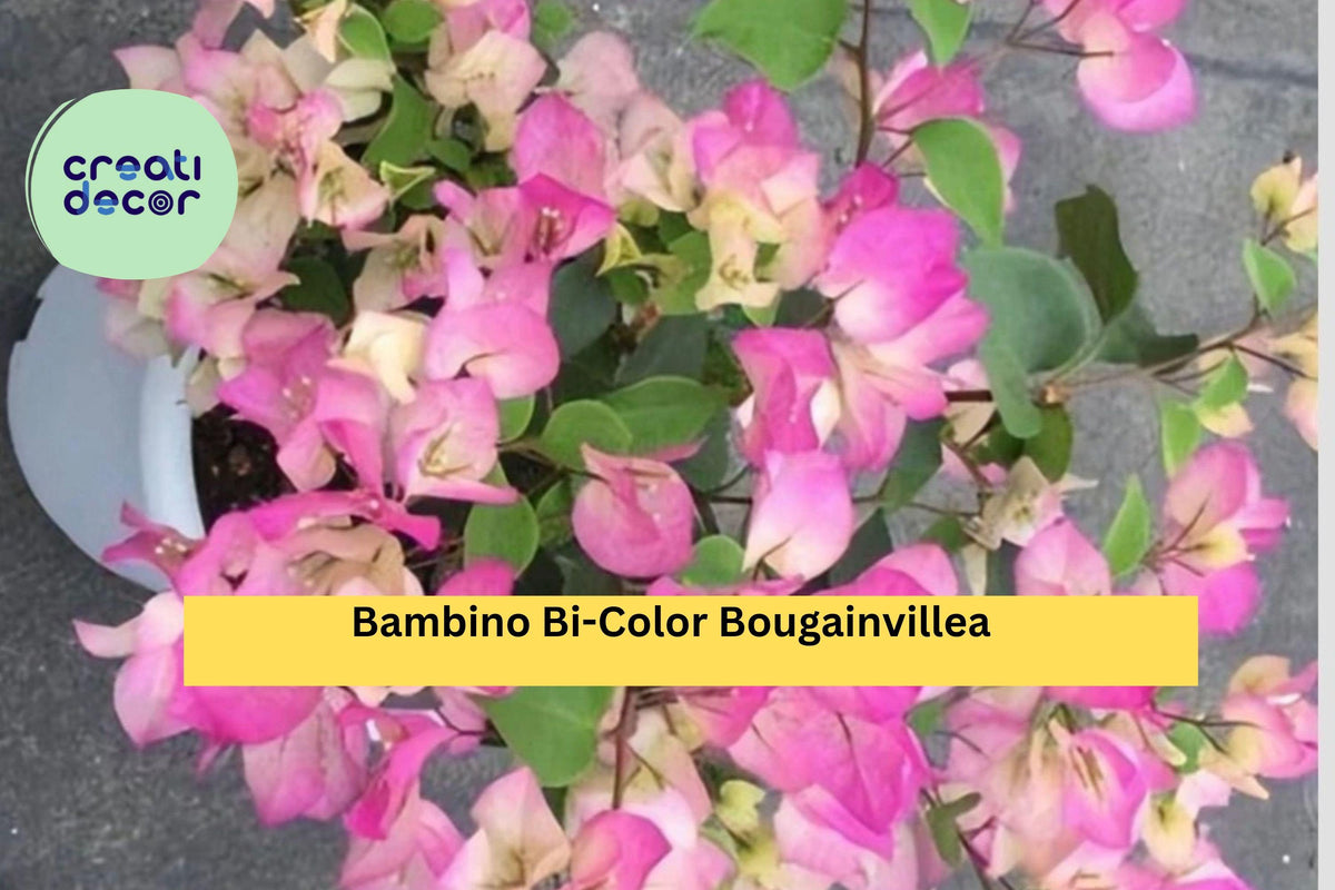 Bambino Bi-Color Bougainvillea Plug Plant – Pink & White Tropical Flowering Vine for Garden or Patio Pots