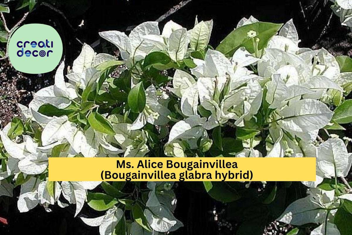 Ms. Alice Bougainvillea Starter Plant – White Flowering Tropical Vine for Patio Pots & Garden Trellises – Bougainvillea glabra Hybrid