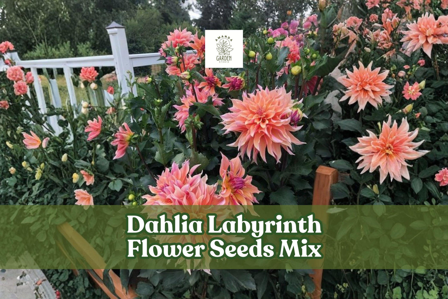 Dahlia Labyrinth Flower Seeds Mix – Exotic Bright Colors, 100+ Dahlia pinnata Garden Seeds for Borders & Cut Flowers