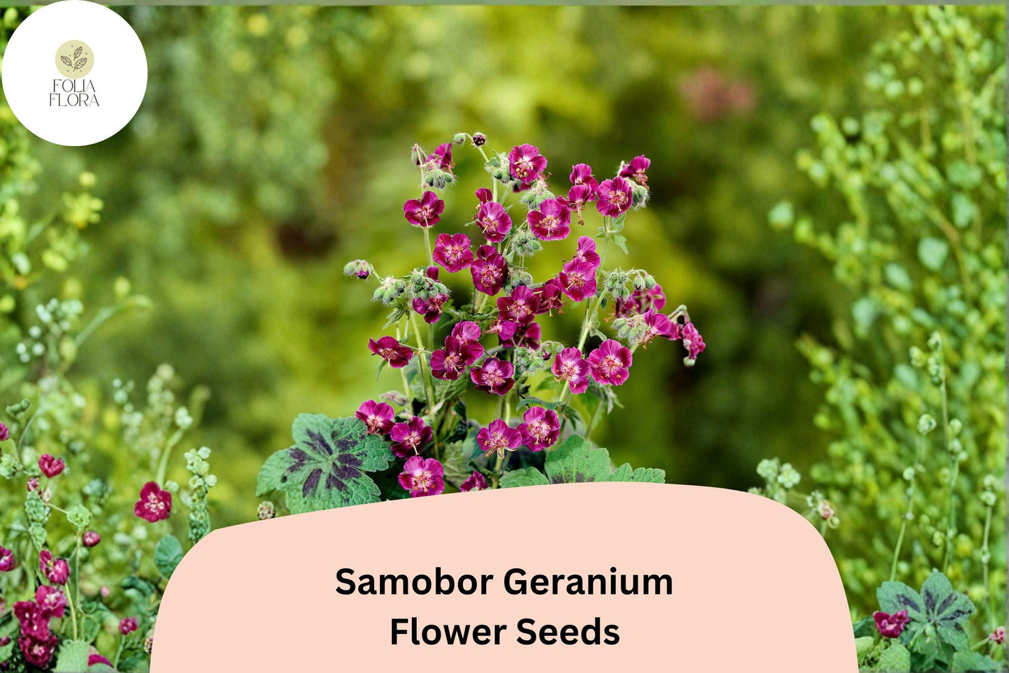 25+ Samobor Geranium Seeds | Purple Cranesbill Perennial for Shade Gardens | Geranium phaeum 'Samobor'