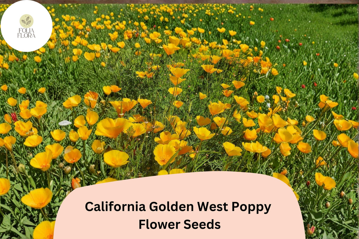 California Golden West Poppy Seeds | Easy Wildflower Garden | Vibrant Golden Yellow Flowers | Eschscholzia californica
