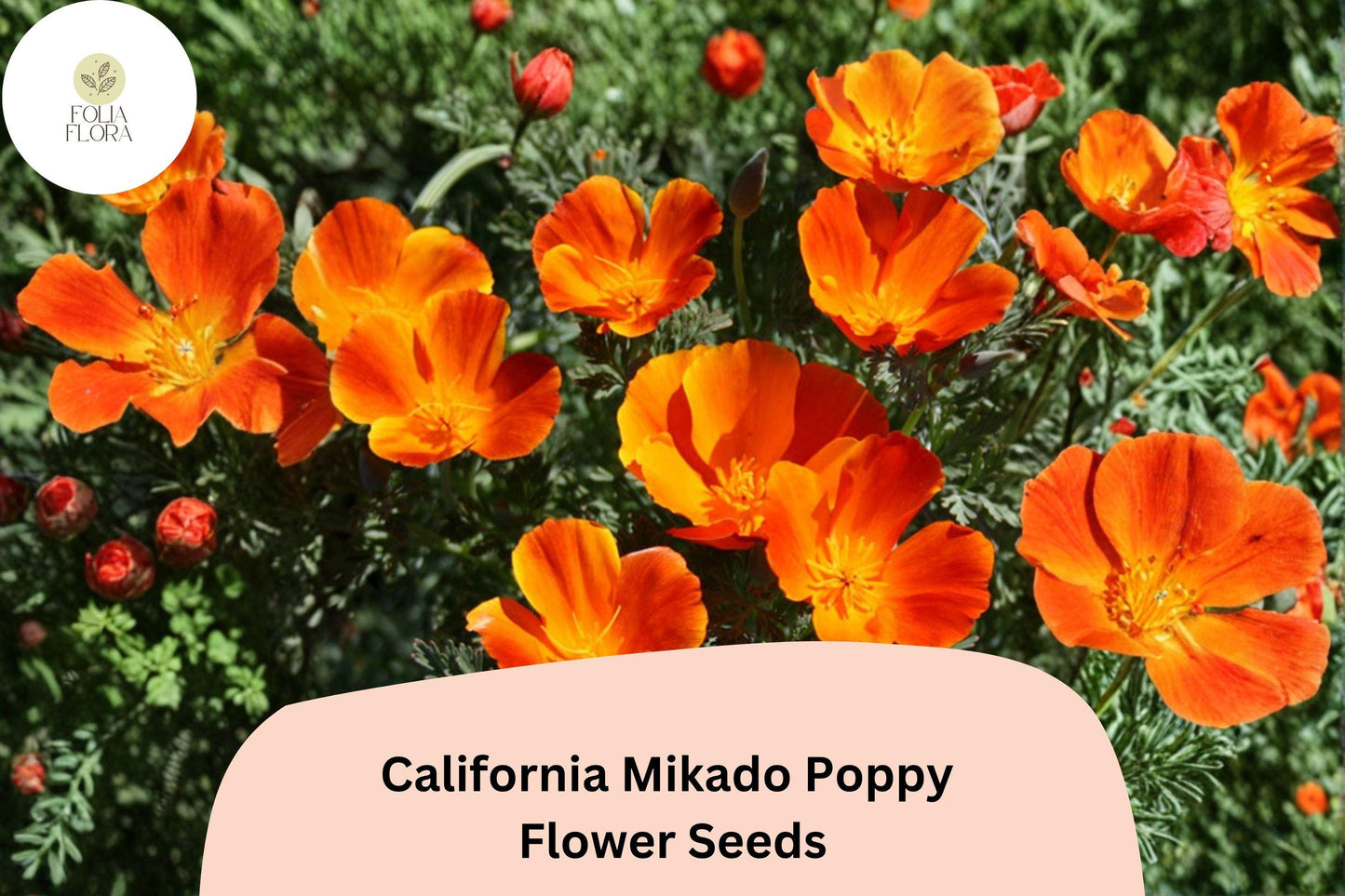 200+ California Mikado Poppy Seeds - Vibrant Red & Orange Wildflowers - Eschscholzia californica for Garden, Meadow & Container Planting