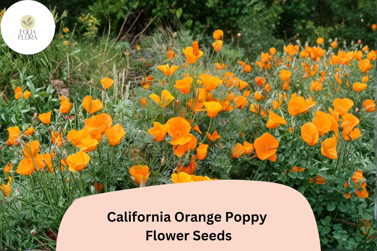 200+ California Orange Poppy Seeds for Garden Planting, Vibrant Wildflowers, Eschscholzia californica