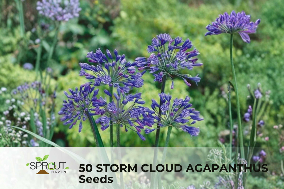 50 Storm Cloud Agapanthus Seeds | Blue-Purple Flower Clusters | Agapanthus orientalis Perennial Plant for Borders & Containers