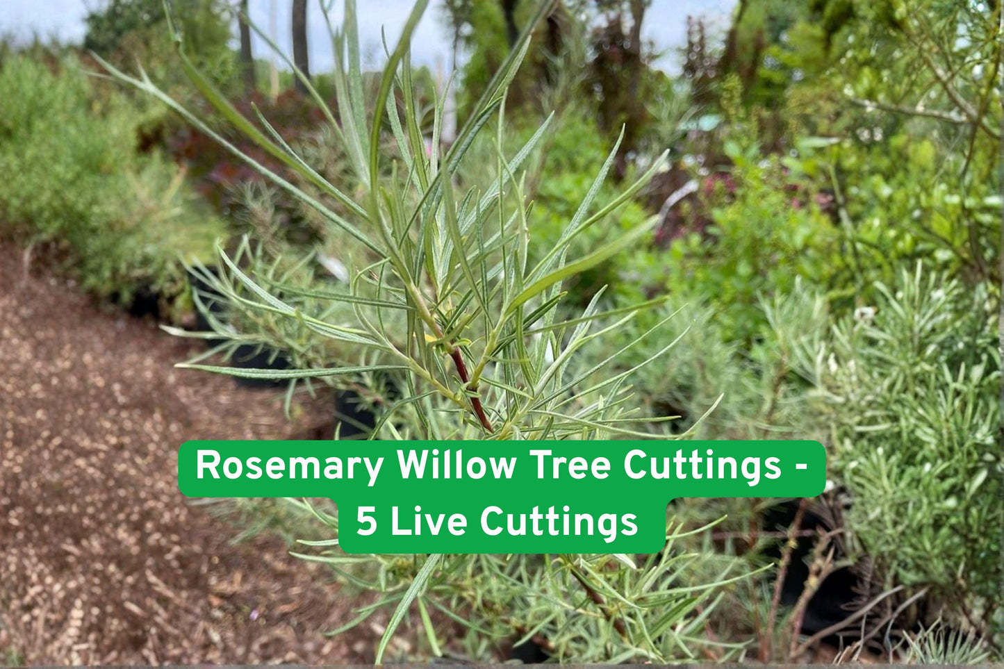 Rosemary Willow Tree Cuttings – 5 Live Shrub Clippings for Privacy Hedge, Ornamental Landscaping, Bonsai & Craft Projects (Salix elaeagnos)