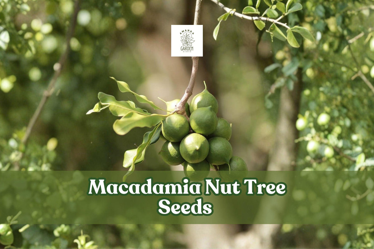 Macadamia Nut Tree Seeds – Tropical Evergreen, Edible Nuts, Macadamia integrifolia, 5 Seeds