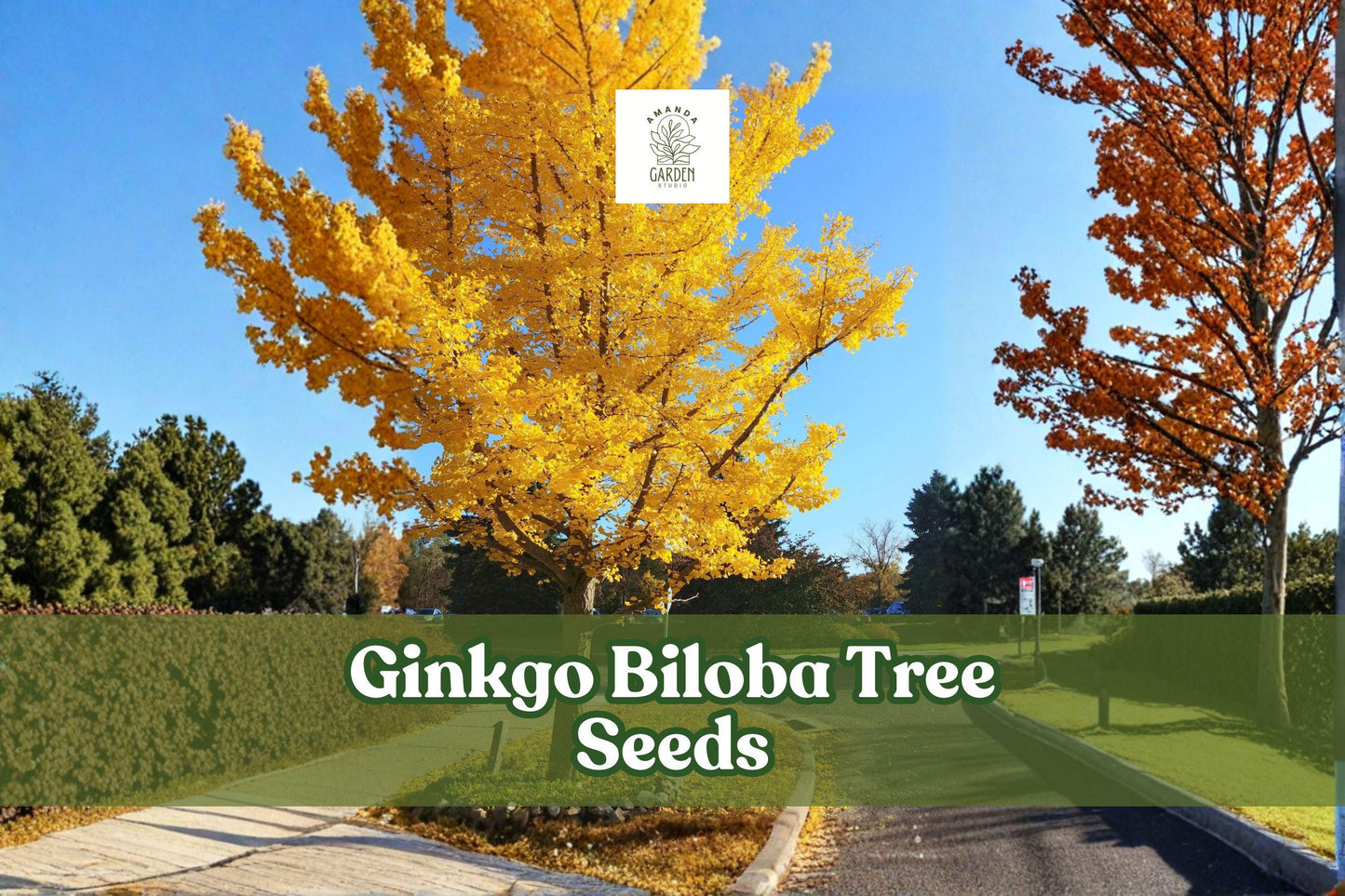 Ginkgo Biloba Tree Seeds – 20 Deciduous Ornamental & Bonsai Seeds – Living Fossil, Fan-Shaped Leaves, Yellow Fall Color