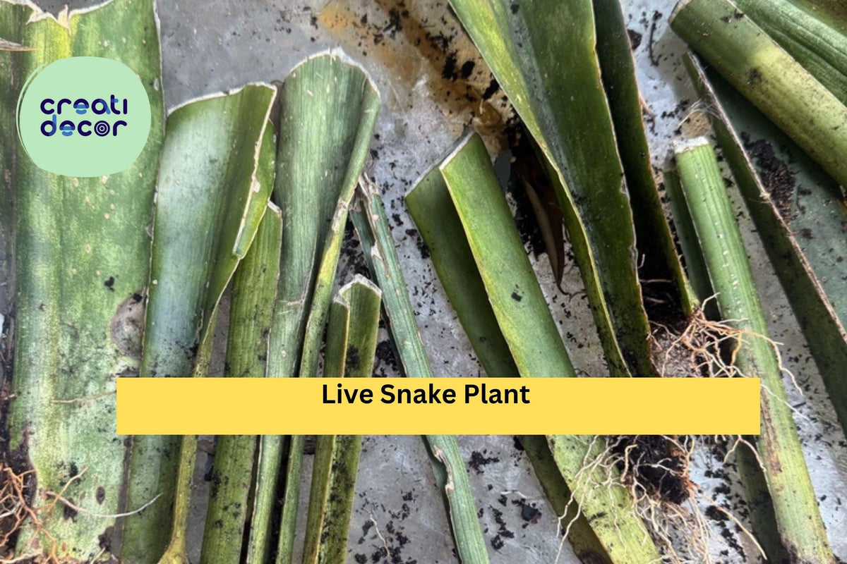Live Snake Plant Cuttings with Roots – Sansevieria trifasciata – Indoor Air-Purifying Houseplant, Low Light Tolerant, Easy to Grow