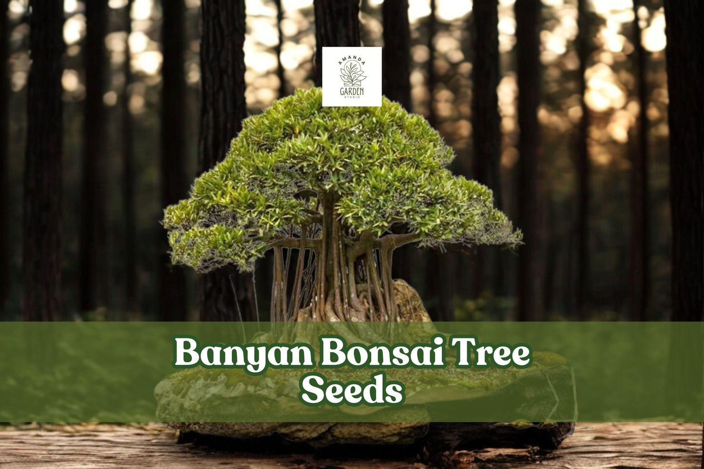 Banyan Bonsai Tree Seeds – Tropical Ficus benghalensis – Indoor Gardening, Miniature Tree, Aerial Roots, Evergreen, 30 Seeds