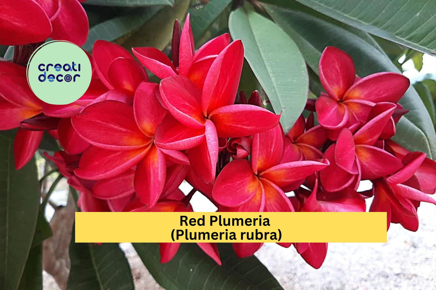 Red Plumeria Live Rooted Plant in 3" Pot – Fragrant Tropical Flowering Shrub – Plumeria rubra