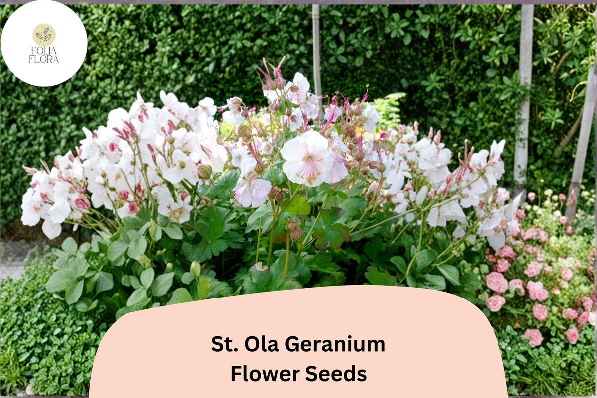 St. Ola Geranium Seeds | White Perennial Cranesbill for Pollinator Gardens | Geranium ‘St. Ola’