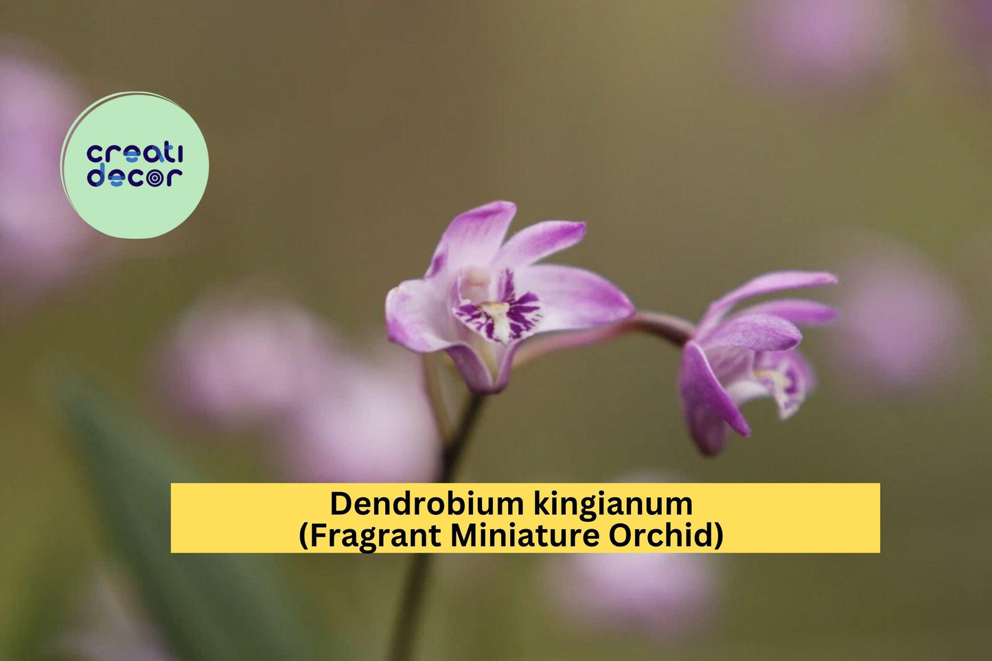 Dendrobium kingianum Orchid – Miniature Pink-Purple Fragrant Orchid Plant – Indoor Epiphytic Orchid Species