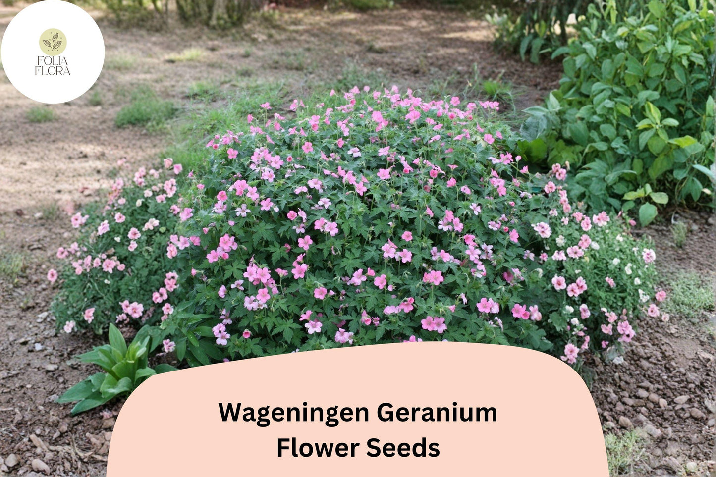 25+ Wageningen Geranium Seeds | Hardy Perennial Cranesbill Pink Blooms for Garden Beds & Borders | Geranium ‘Wageningen’