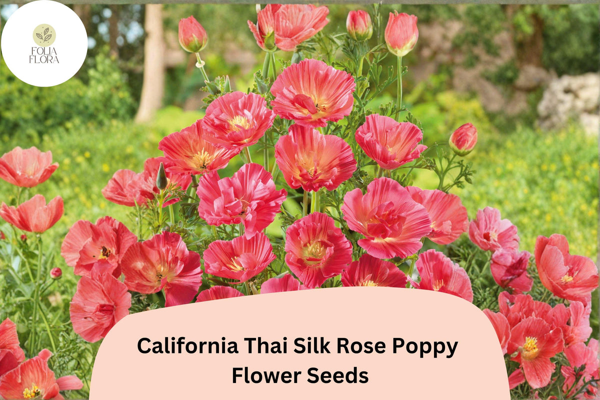 California Thai Silk Rose Poppy Seeds – Over 200 Wildflower Seeds for Garden, Meadow & Border Planting – Eschscholzia californica, Pink
