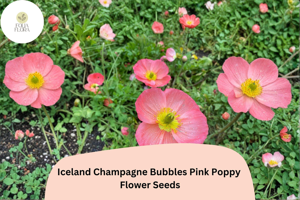 200+ Iceland Pink Poppy Seeds Champagne Bubbles Variety Papaver nudicaule Perennial Garden Flower