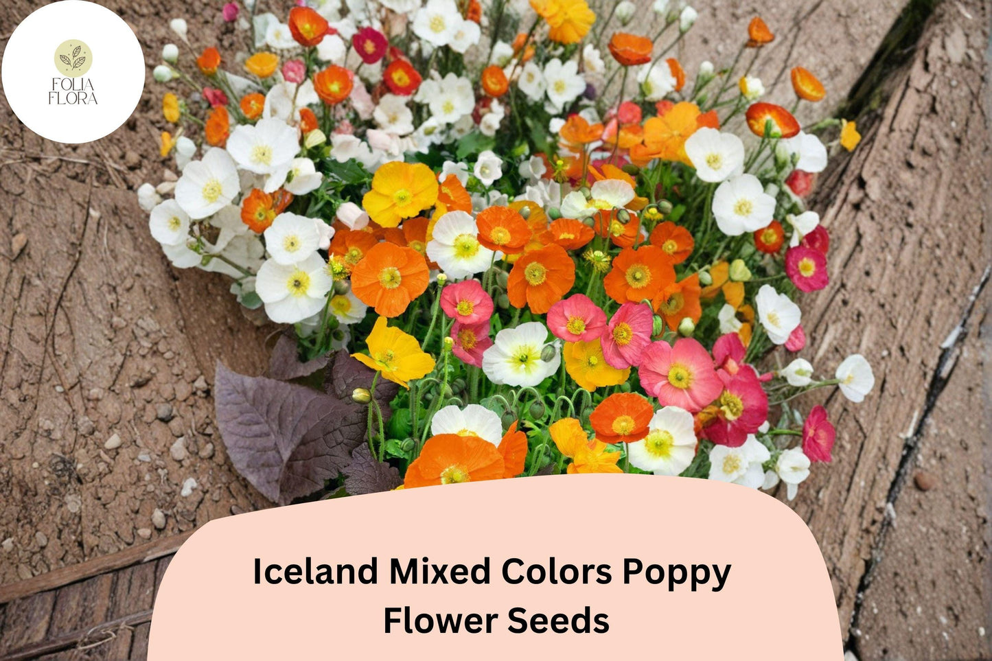 Iceland Poppy Seeds – Mixed Colors, Easy Grow Perennial Flowers, Papaver nudicaule, Bright Blooming Border Plants