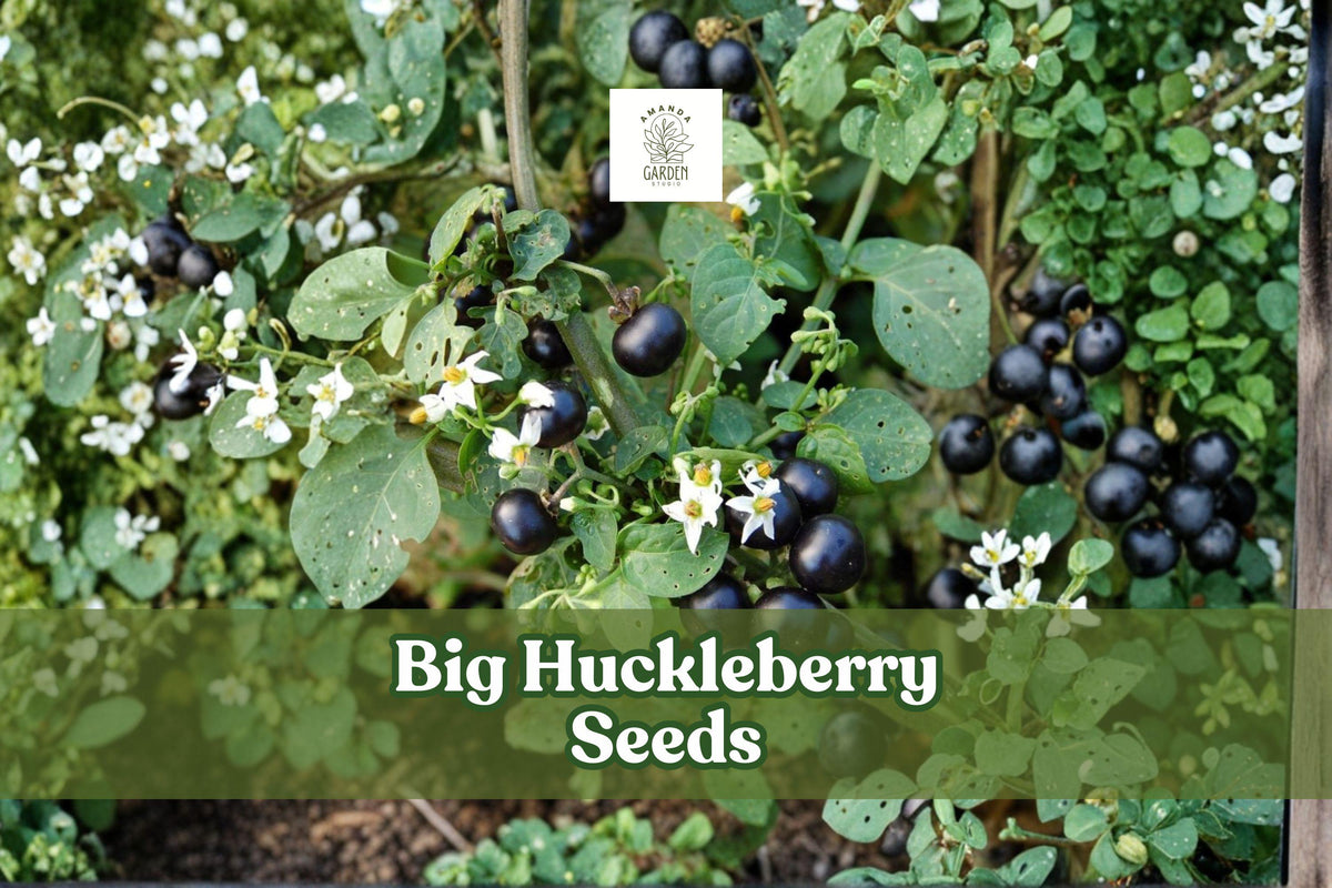 Big Huckleberry Seeds, Vaccinium membranaceum, Hardy Wild Berry Shrub, Perennial, 30 Seeds for Native Gardens & Wildlife