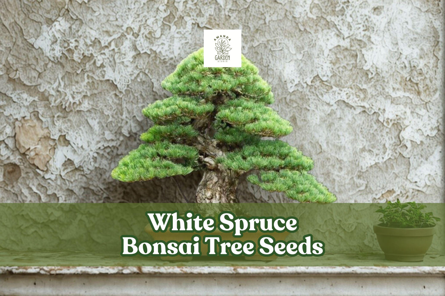 White Spruce Bonsai Seeds | Picea glauca Evergreen Conifer for Bonsai & Garden