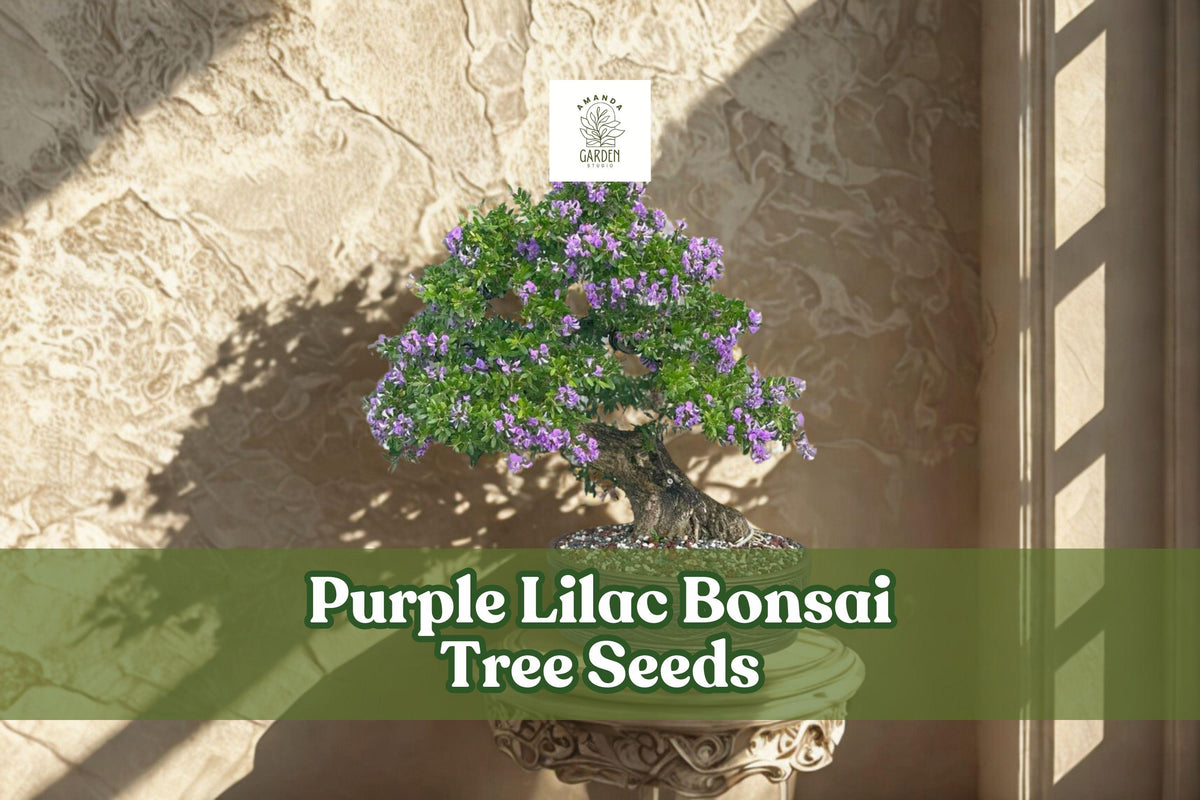 Purple Lilac Bonsai Seeds | Syringa vulgaris Flowering Shrub for Bonsai & Garden